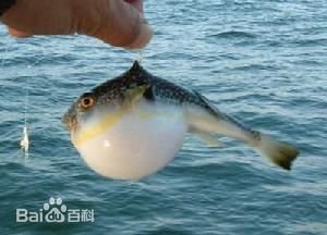 吸气使全身刺立起开防御是什么鱼