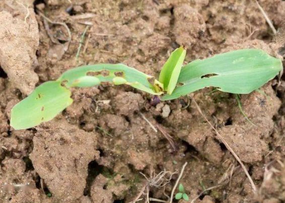 -.-- -.-- -.-.-- --..是什么意思啊？