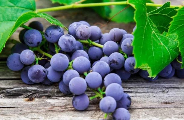 Purplegrape是什么意思