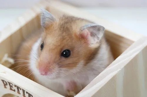 怎么判断仓鼠哭了