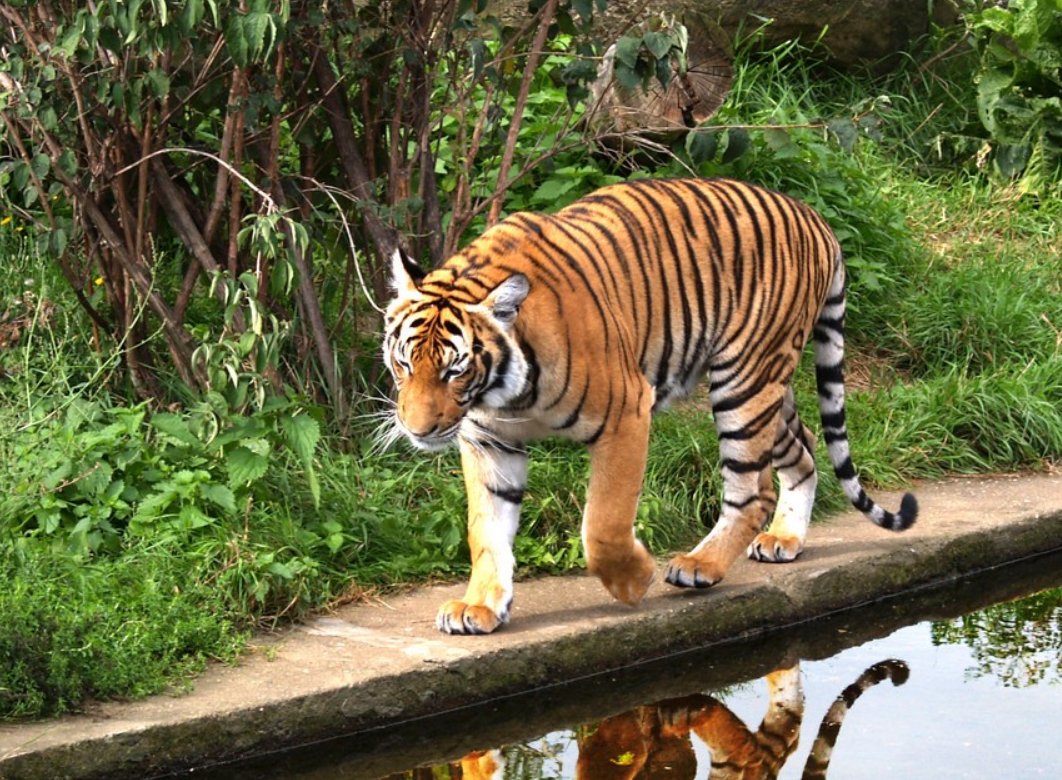 雪海冰山指什么生肖？