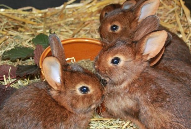 独木成林打一动物生肖