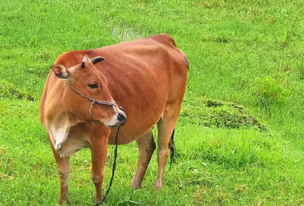 牛牪犇是什么意思？