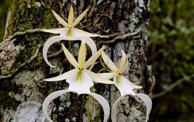 十大已灭绝的花