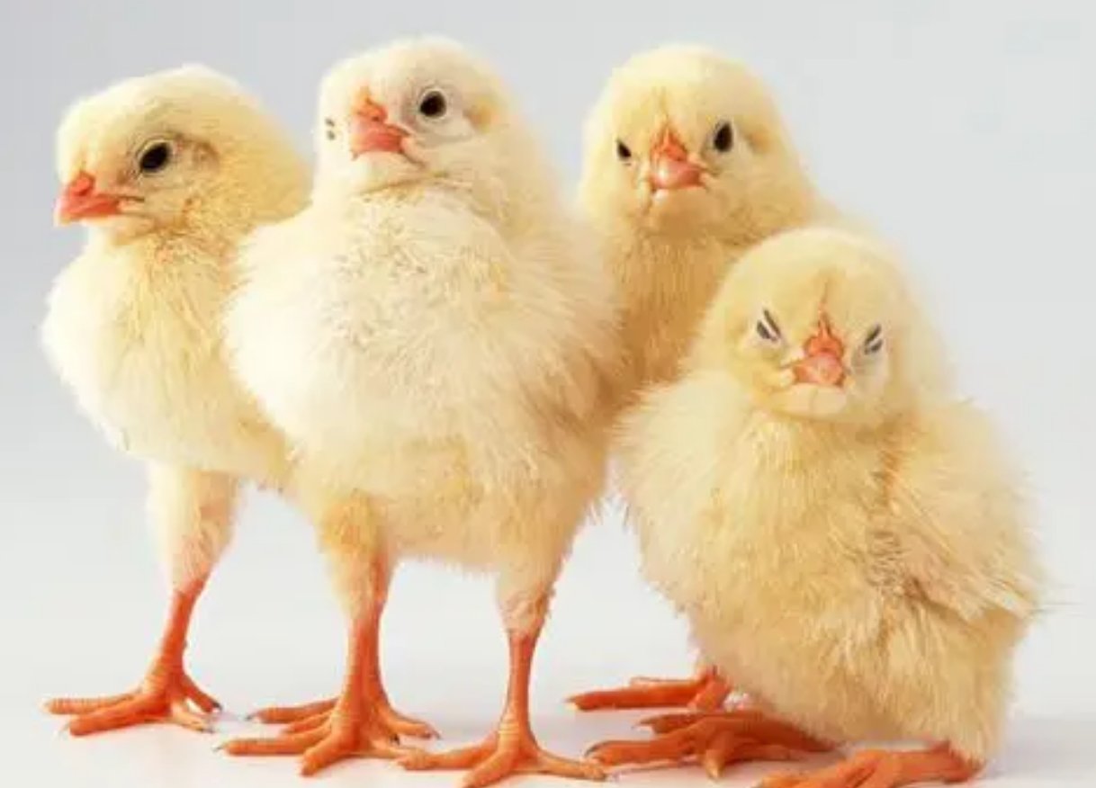 带鸡的成语50个