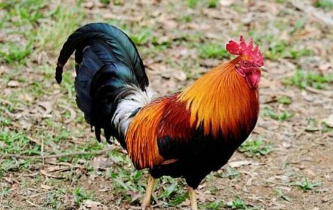 请人捉刀打一生肖动物