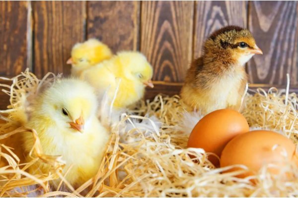 孵的组词和拼音部首