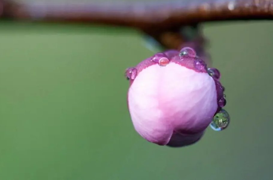 向着小小花蕾深处前进讲的是什么