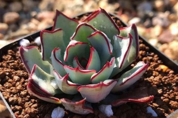 原始剑斯诺娃为什么贵