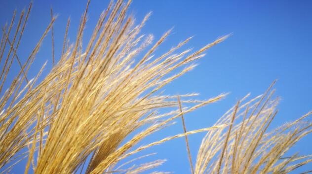 芳草萋萋的意思是什么