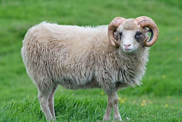 劈天盖地打一准确生肖