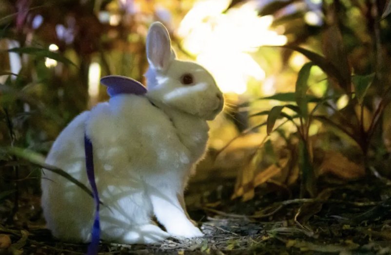 二七合三起一六正确生肖