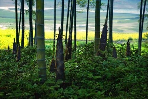 如雨后春笋般后面接什么