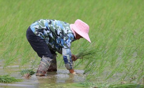情侣的一百种插秧法