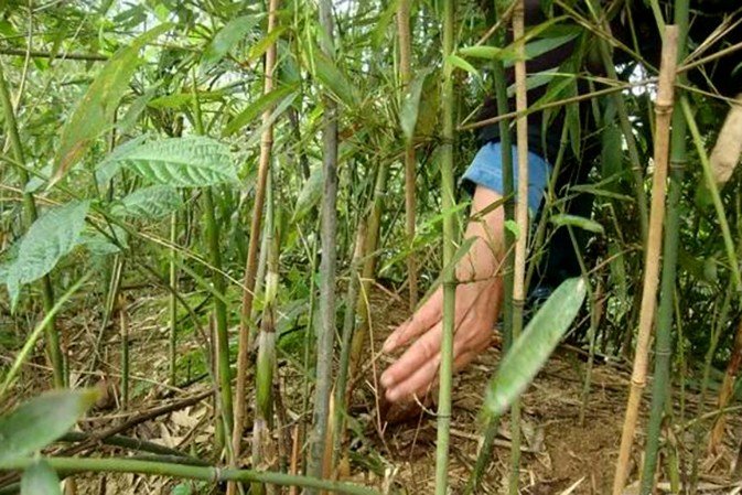 野竹子有什么用处？