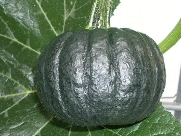 南瓜种子什么品种好