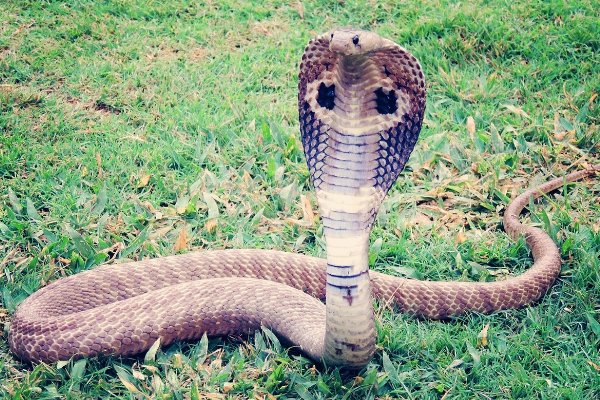 转面无情打一最佳生肖