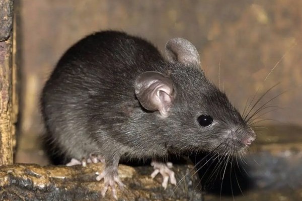 窝儿里横打一生肖动物