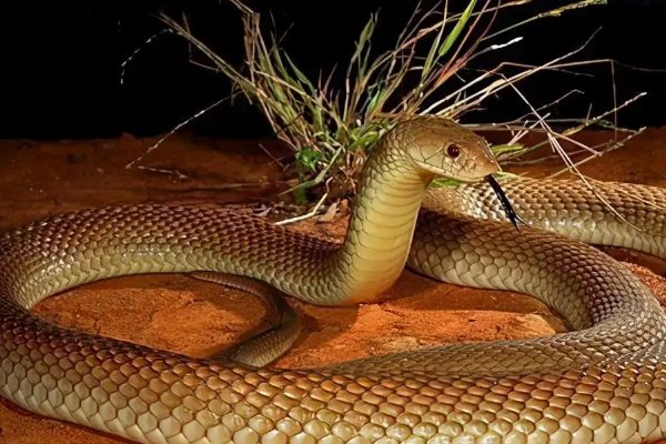 转面无情打一最佳生肖