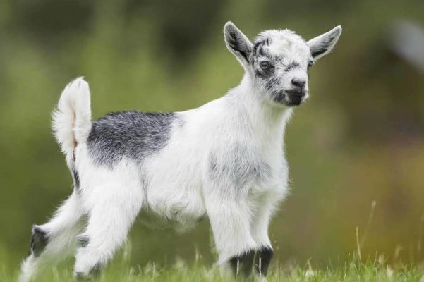 盛宴必散打一生肖