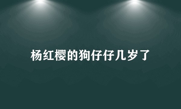 杨红樱的狗仔仔几岁了