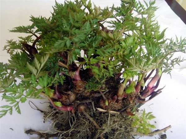 藁草是什么植物