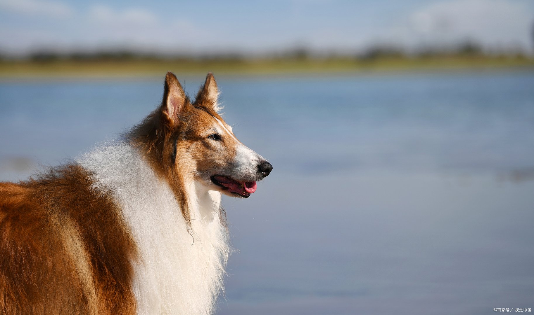 被称为贵族的苏格兰牧羊犬吃什么比较好呢？