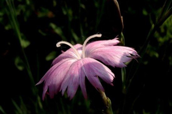 十大已灭绝的花