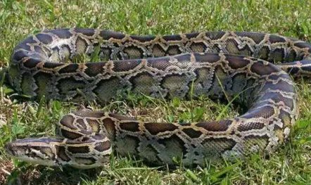 想知道蟒蛇吃什么？