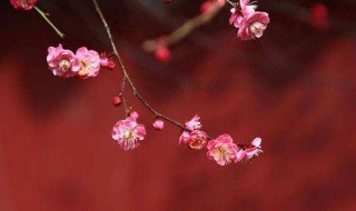 二月的别称及美名 二月的别称及美名有哪些