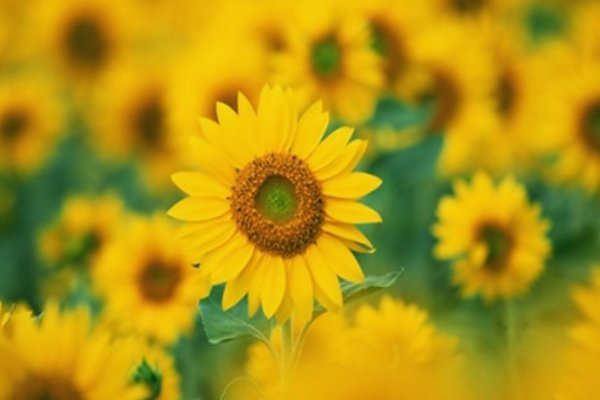 赴汤蹈火的近义词和反义词