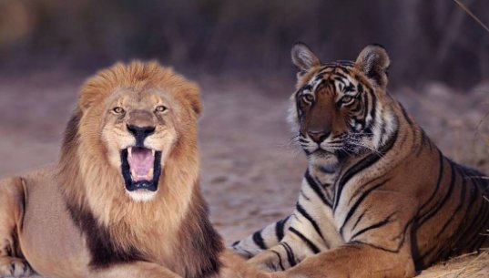 森林之王是狮子还是老虎？