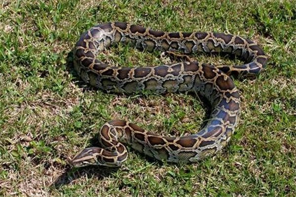 蟒蛇为什么要吃人呢