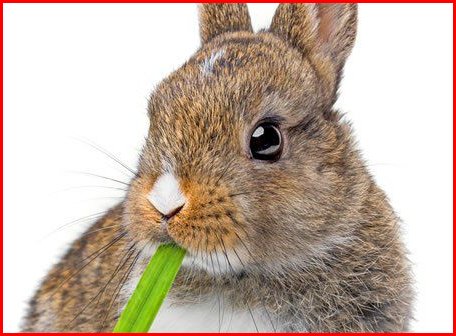 学习行为和先天性行为区别是什么？