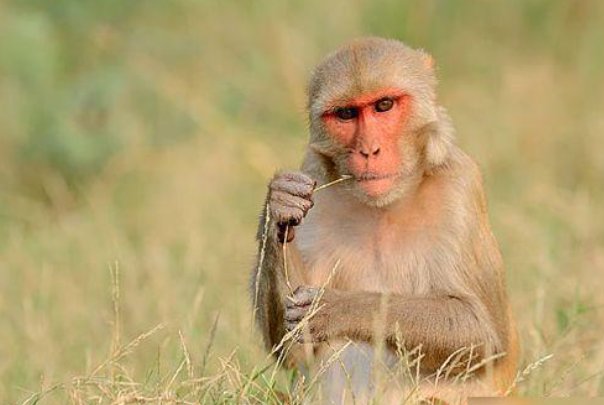 笑谈人生打一准确生肖