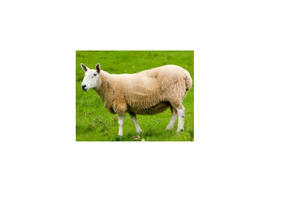 天字开头一字高的动物是什么生肖？