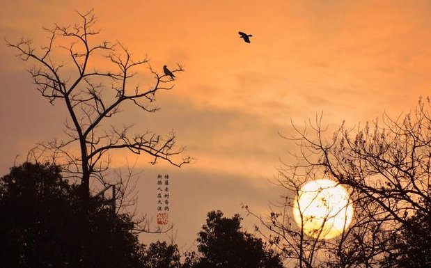 《天净沙，秋思》中，“昏鸦”指的是什么情况？