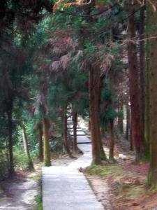 吴玉音的个人履历