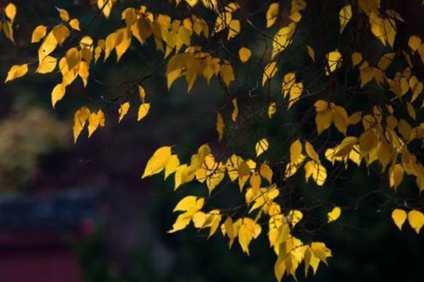 今年立秋是几点几分几秒