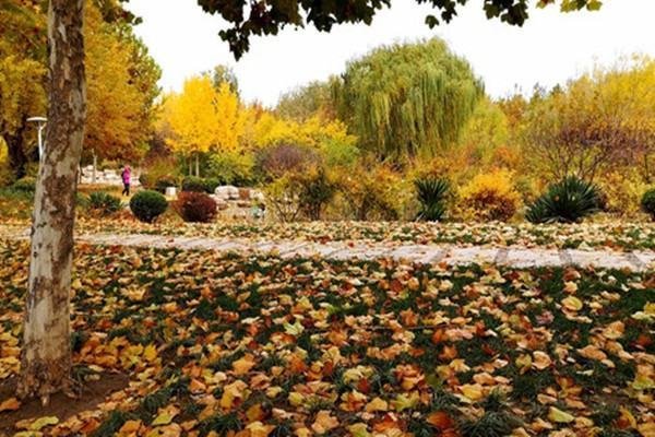 树高千丈叶落归根下一句是什么啊？