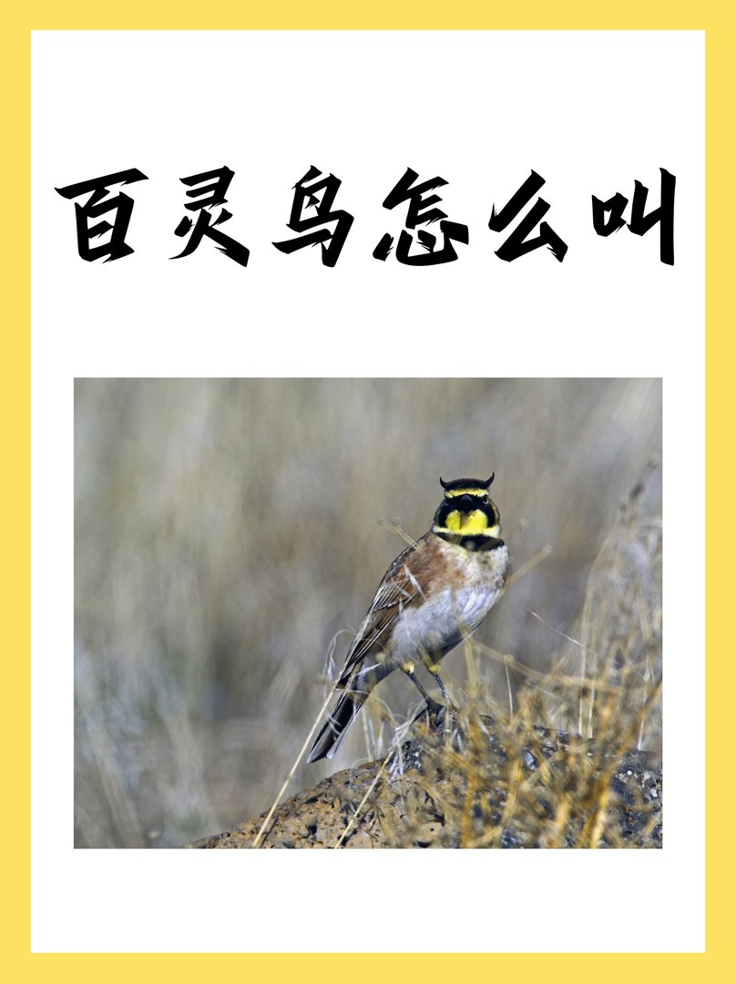 百灵鸟怎么叫