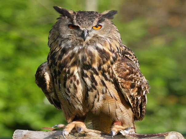 夜枭是什么动物