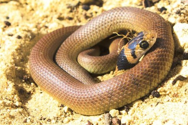 转面无情打一最佳生肖