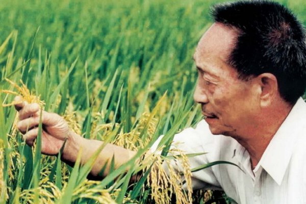 纪念袁隆平的手抄报内容是什么？