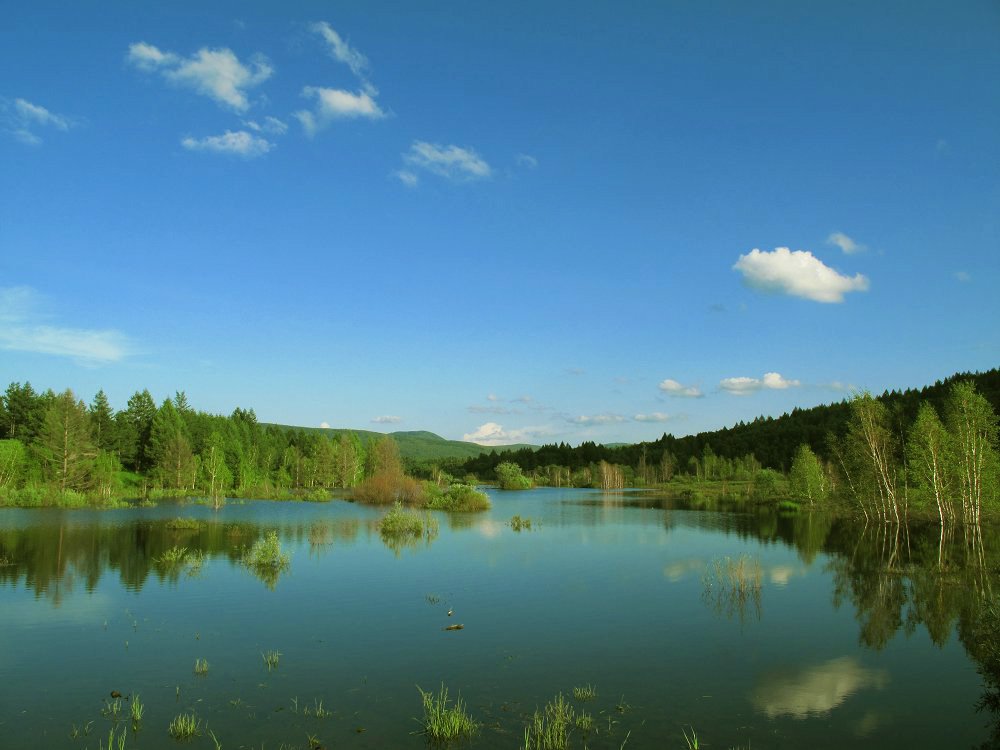 湿地传奇的介绍
