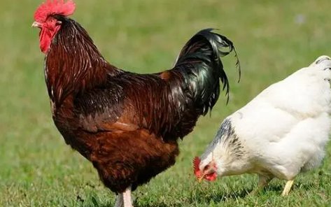 龙血玄黄猜什么生肖