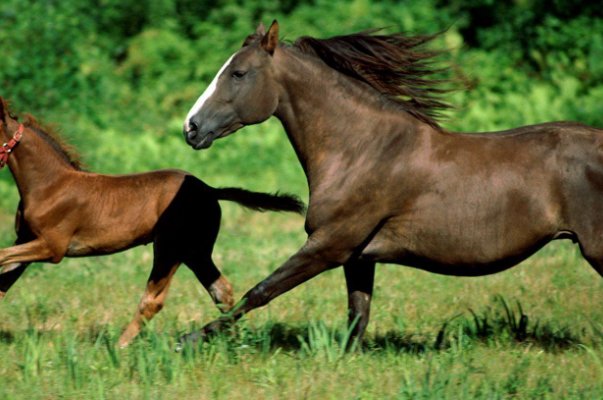一三四七志气高打一只生肖是