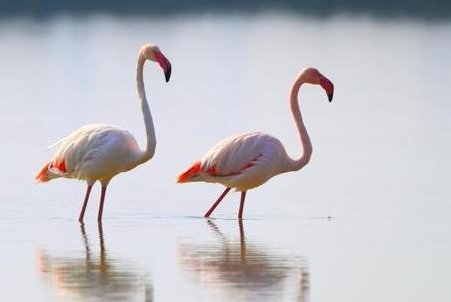 我省多处湿地发现多种候鸟身影，有哪些候鸟迁徙不经过中国？
