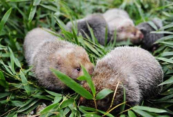 卖竹鼠，三元一只，十元三只什么梗