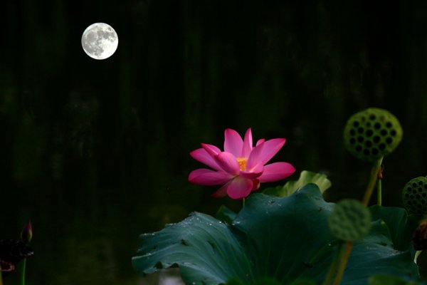 花前月下什么意思解释